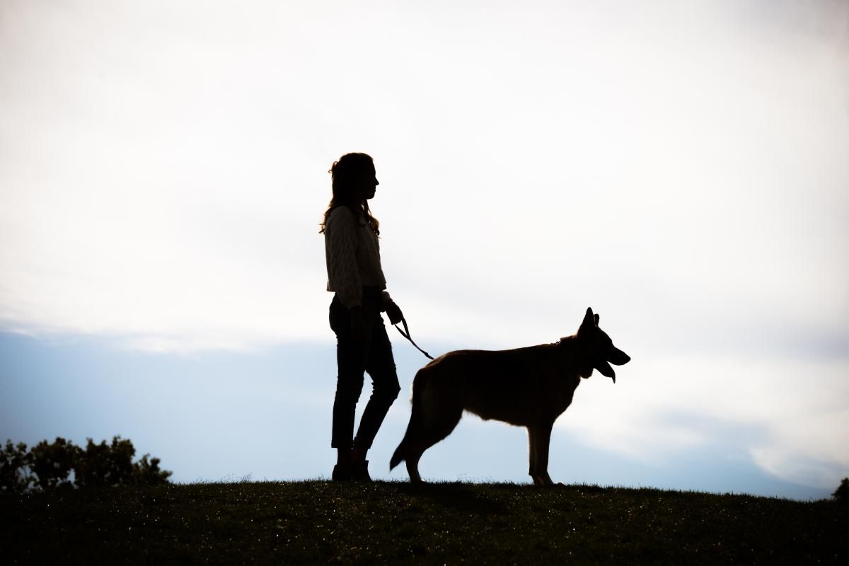 silhouette a human with a dog