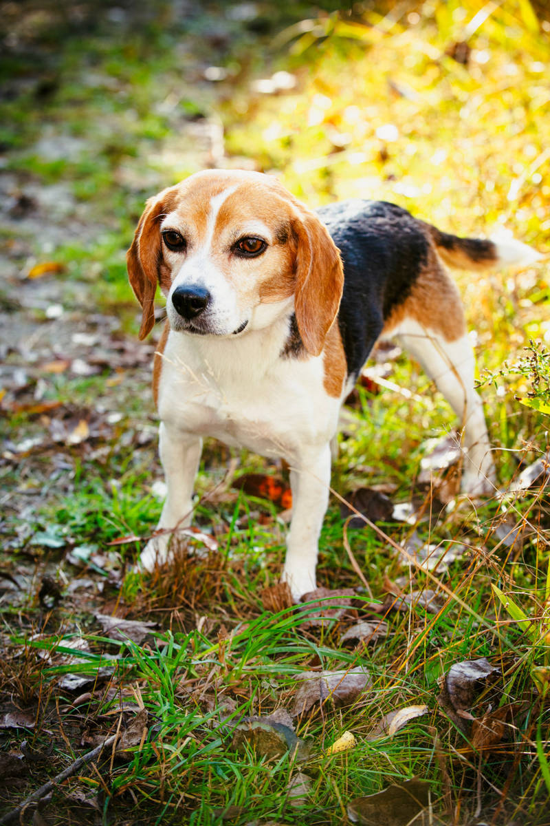 Small dog portrait