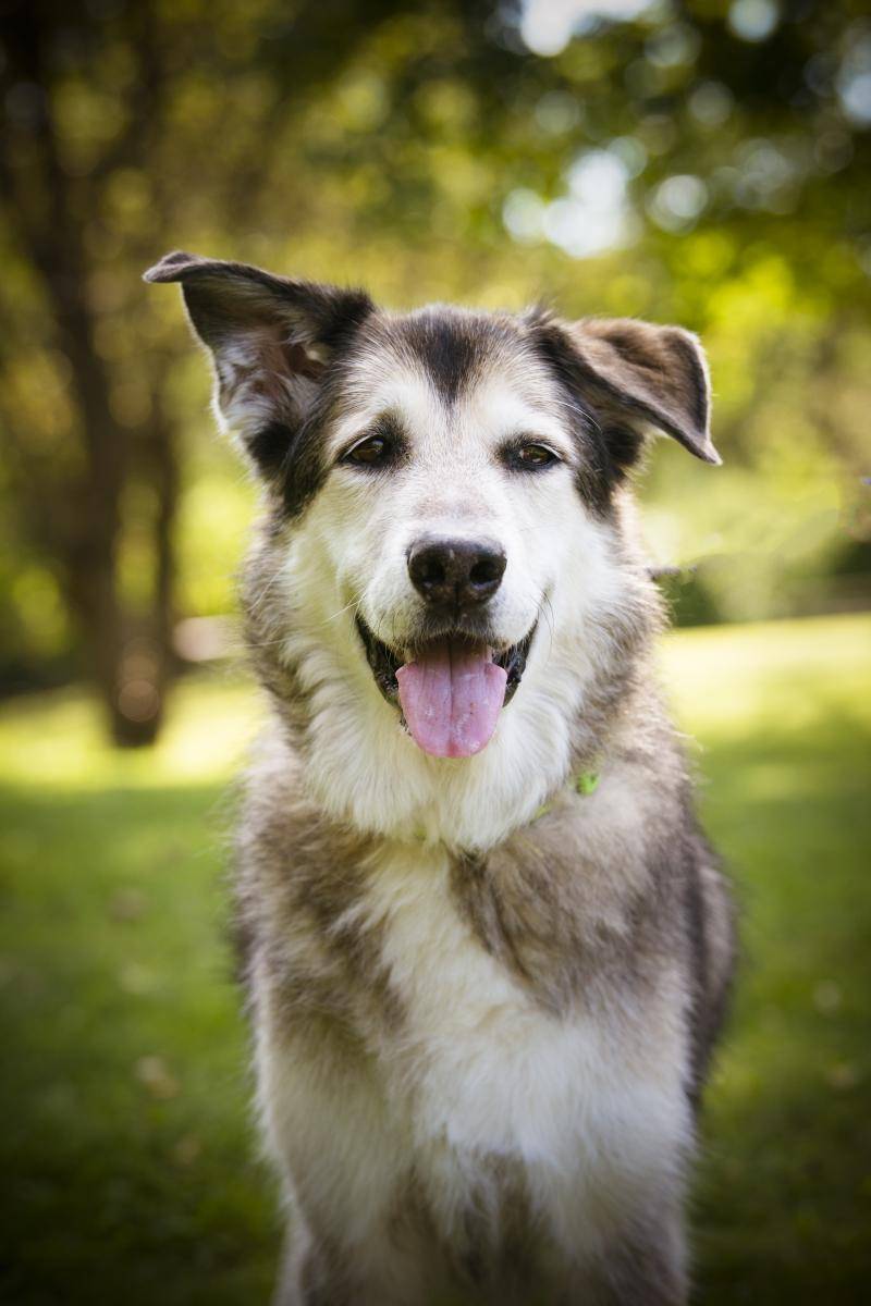 Thoughtful dog pet portrait